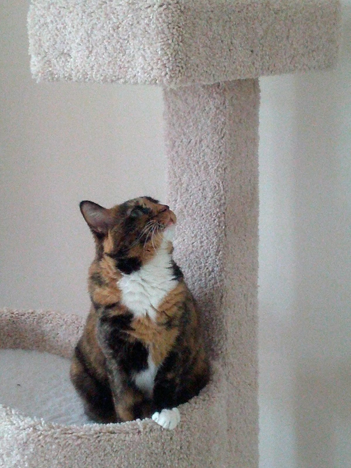 Calico cat perched on a cat tree