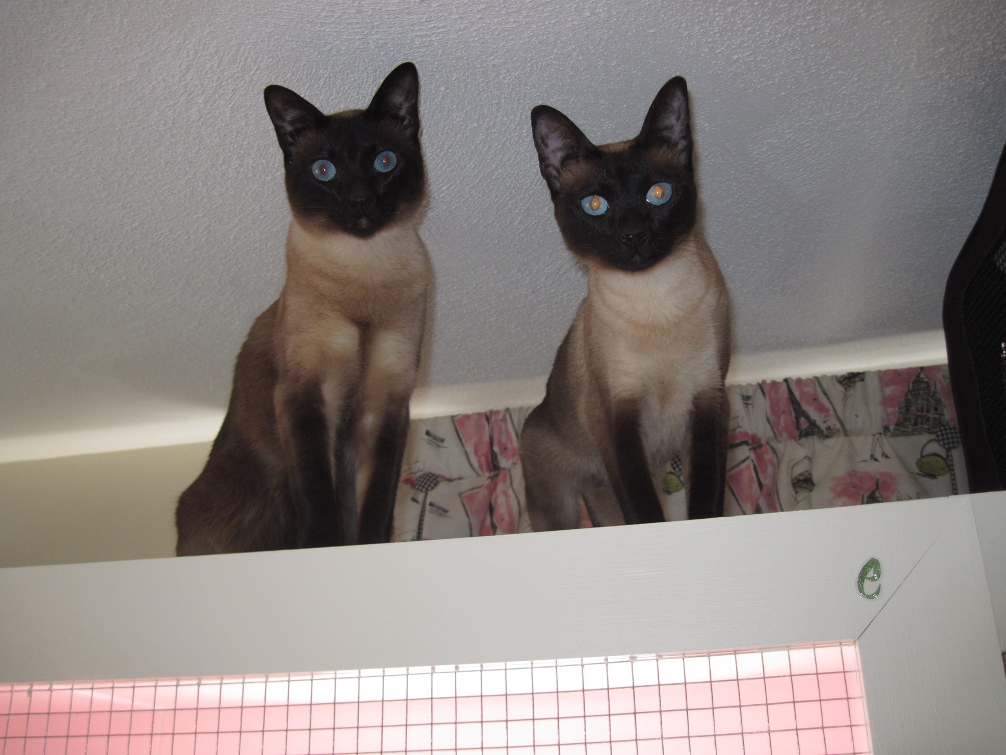 Two Siamese cats together
