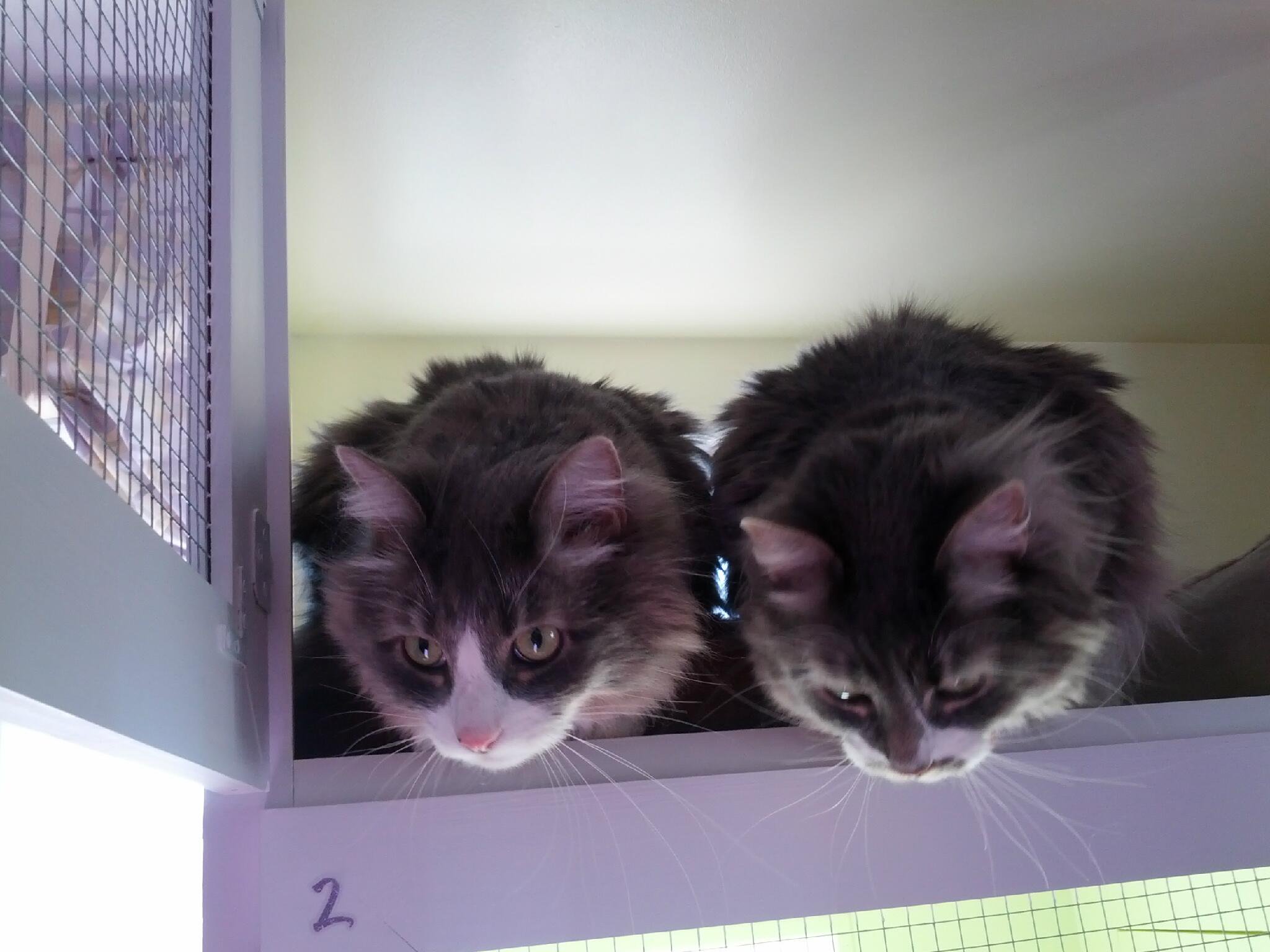 Two cats looking down from their condo