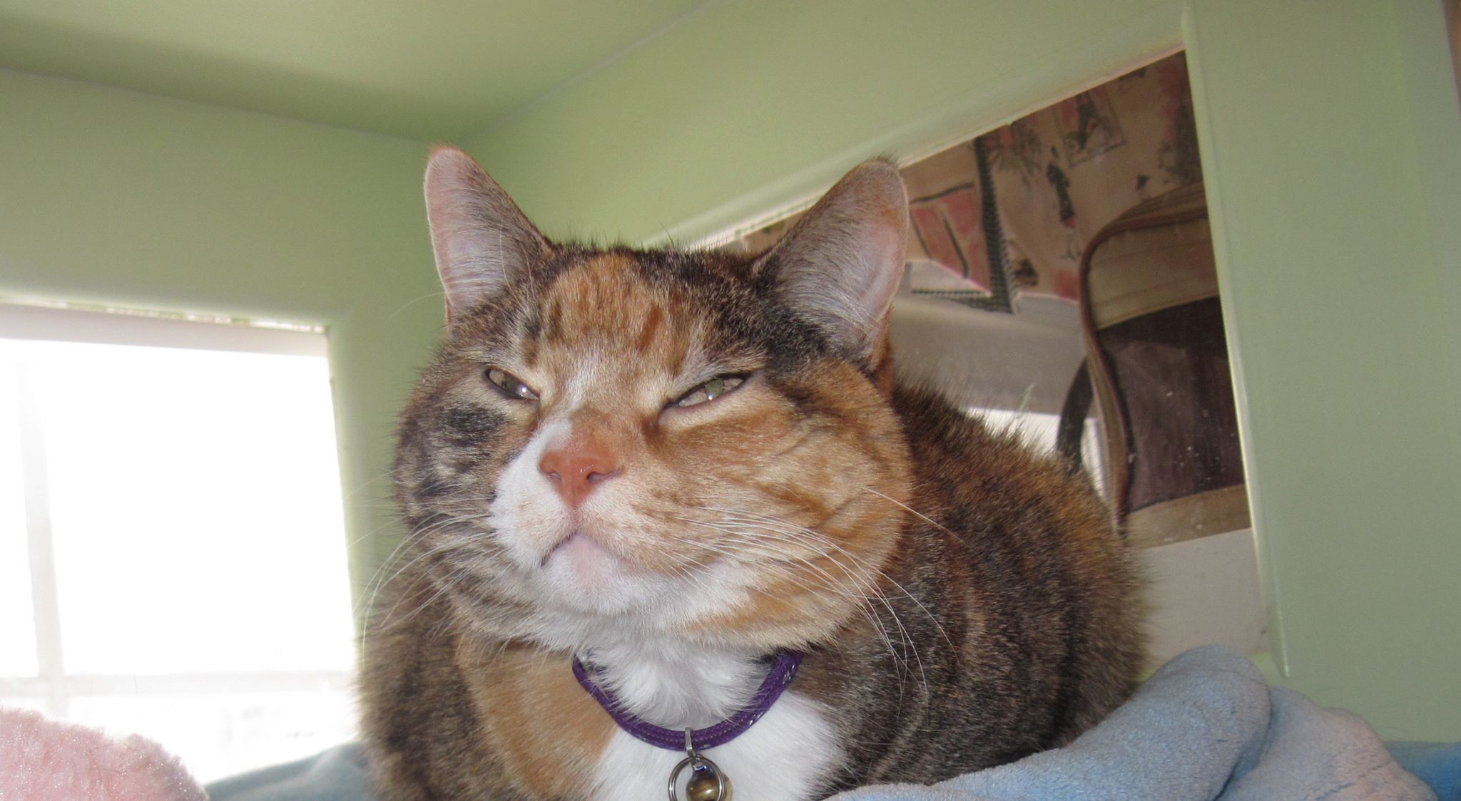 Cat giving a slow blink