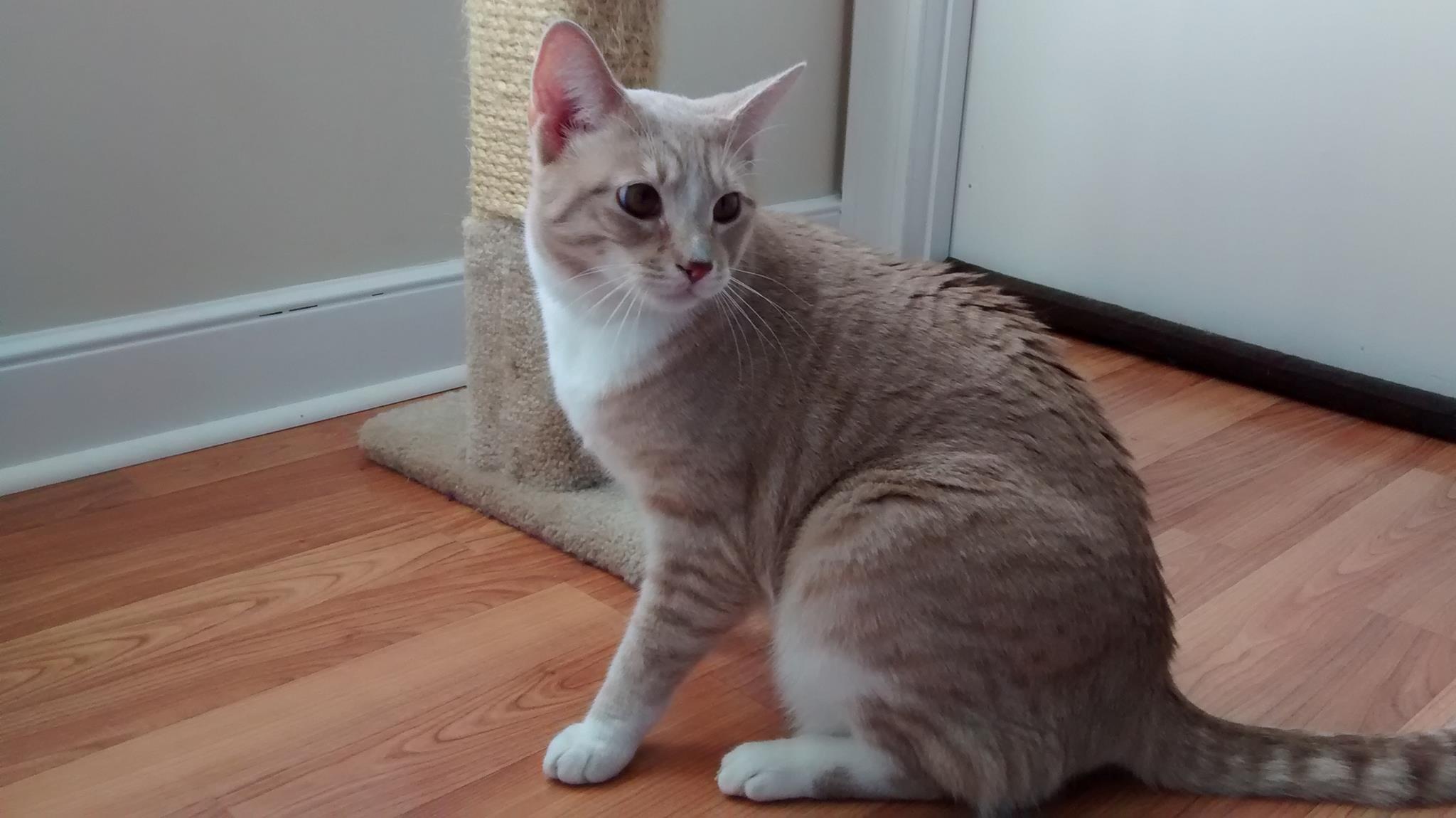 Blond shorthair cat near scratcher