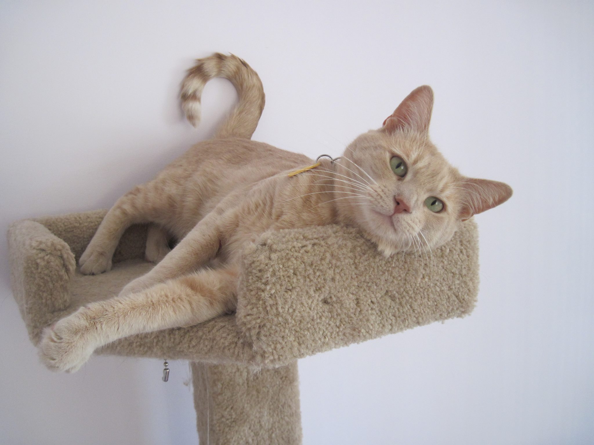 Blond cat lounging on cat tree