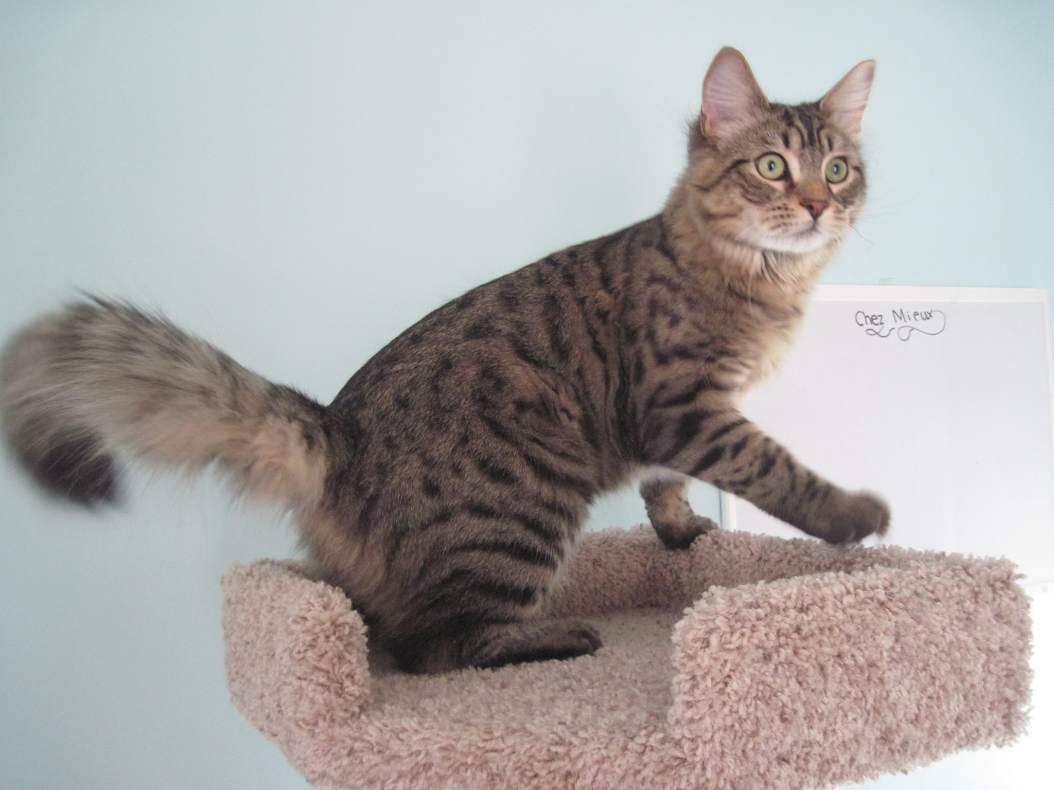 Tabby cat on cat tree at Chez Mieux