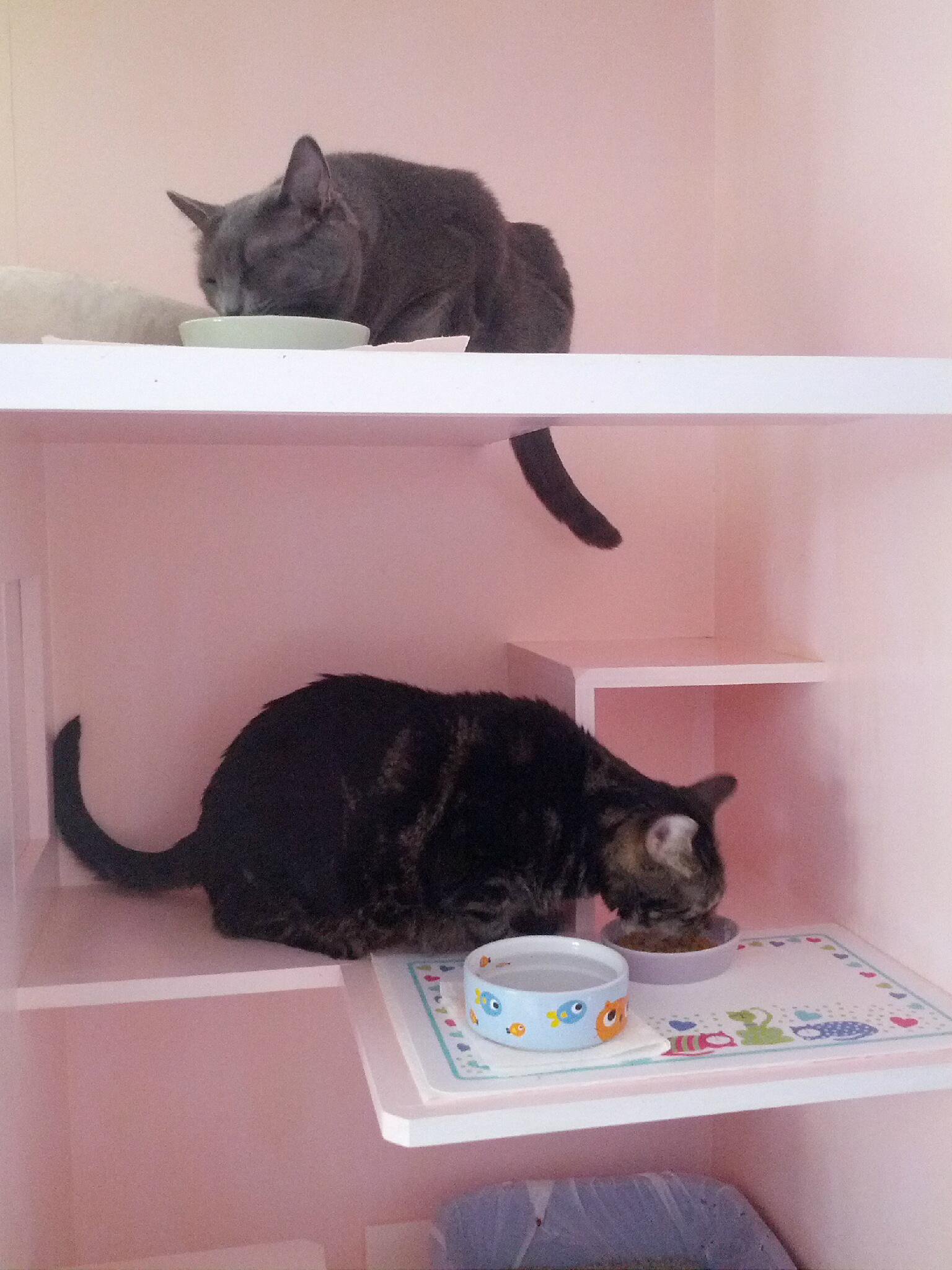 Cats eating in their pink condo