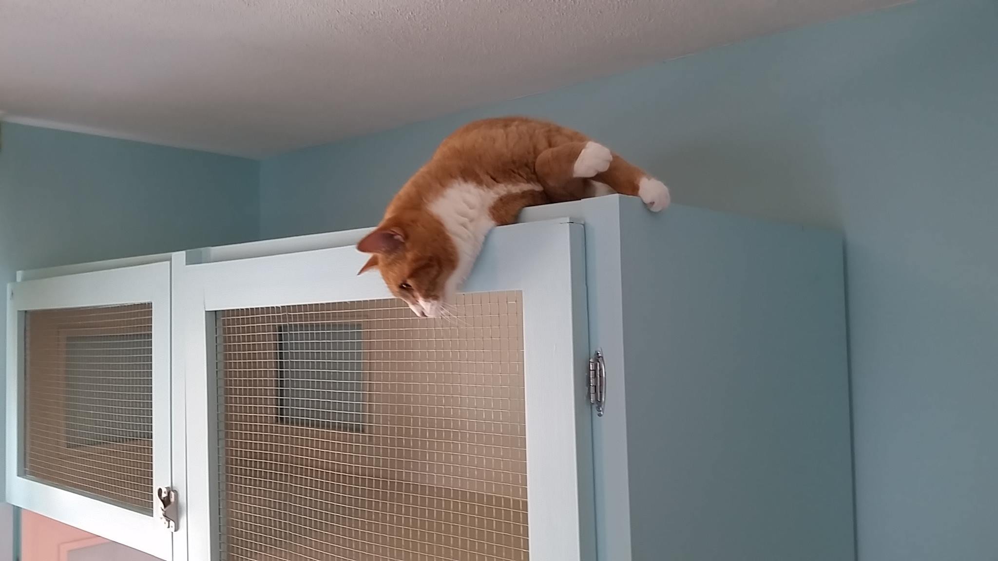Orange tabby on top of blue condo