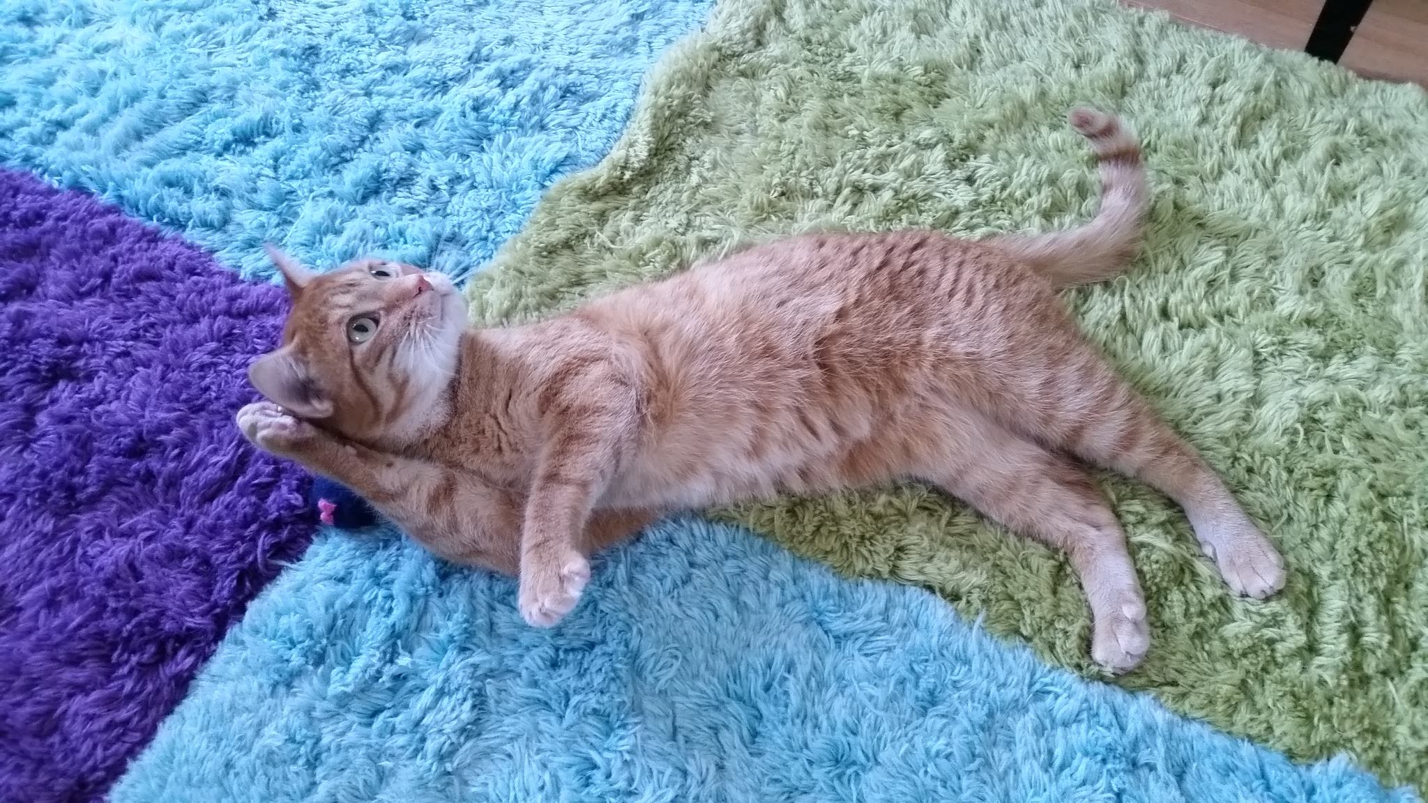 Tabby cat relaxing at Chez Mieux