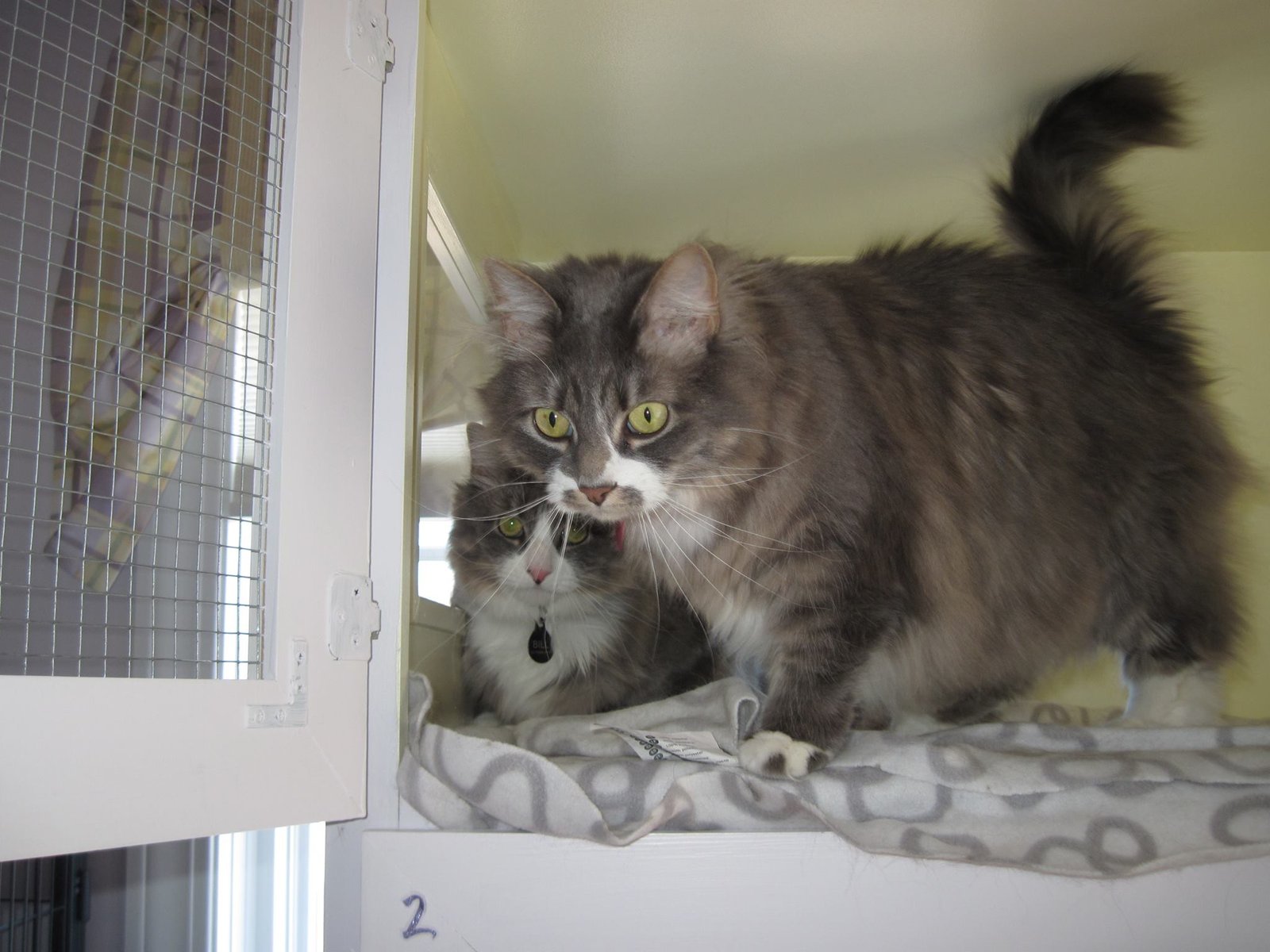 a pair of long hair tabbies in a shared condo