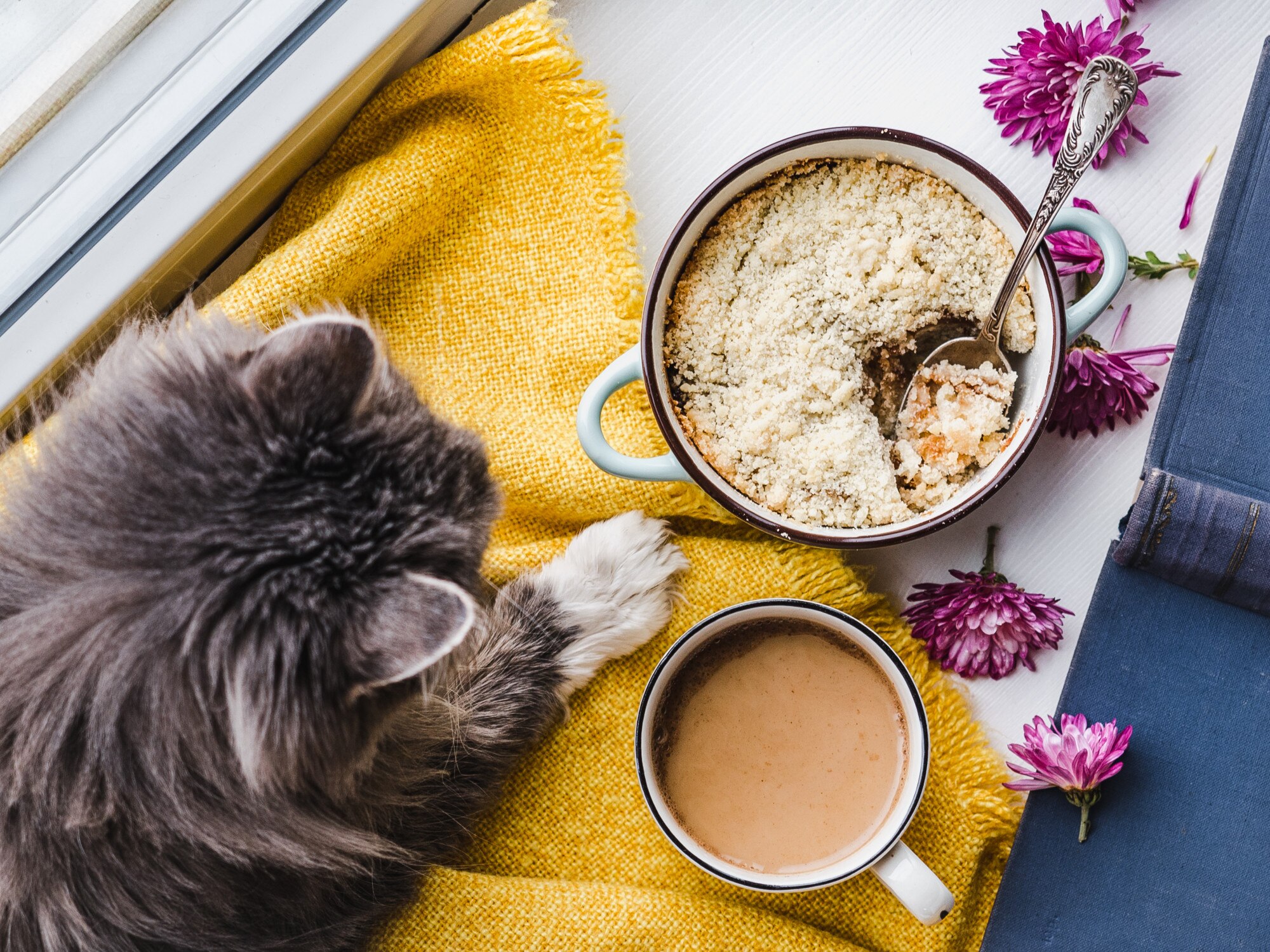 Youg kitty being fed lying near a window
