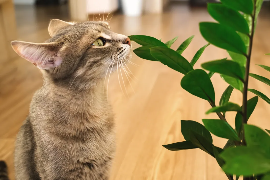 a gray striped domestic cat sits on the floor and sniffs a plant